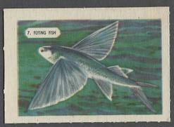 7 Flying Fish